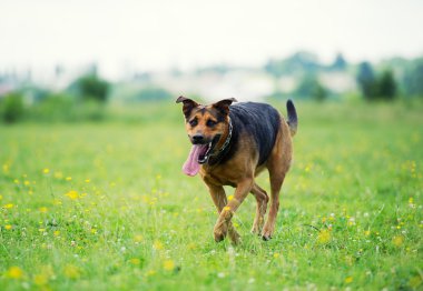 Komik köpek.