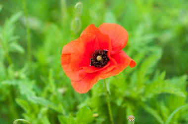 güzel parlak kırmızı haşhaş çiçekleri