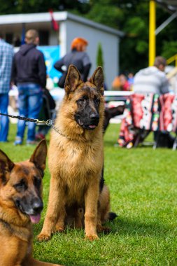 Alman çoban köpeği.
