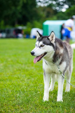 Sibirya Husky köpeği