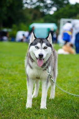 Sibirya Husky köpeği