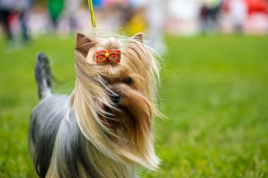 Çayır üzerinde komik köpek
