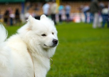 Çayır üzerinde komik köpek
