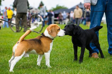 Komik köpekler çayır üzerinde