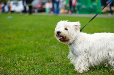 Çayır üzerinde komik köpek