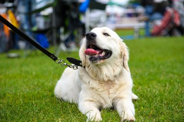 Çayır üzerinde komik köpek