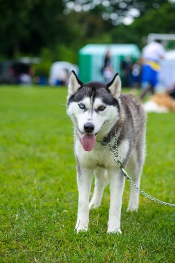 Yeşil çimenlerin üzerinde mutlu köpek