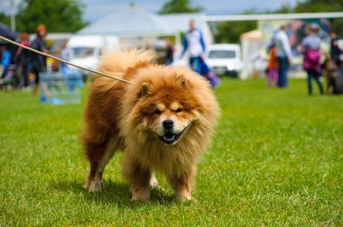 Yeşil çimenlerin üzerinde mutlu köpek