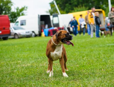 Yeşil çimenlerin üzerinde mutlu köpek