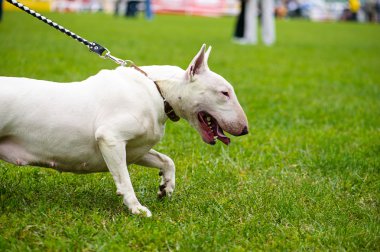 Yeşil çimenlerin üzerinde mutlu köpek