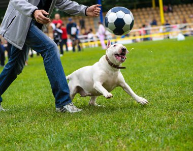 Yeşil çimenlerin üzerinde mutlu köpek