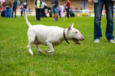 Yeşil çimenlerin üzerinde mutlu köpek
