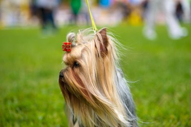Yeşil çimenlerin üzerinde mutlu köpek