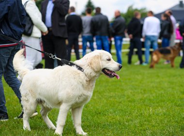 Yeşil çimenlerin üzerinde mutlu köpek