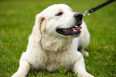 Yeşil çimenlerin üzerinde mutlu köpek