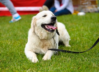 Yeşil çimenlerin üzerinde mutlu köpek