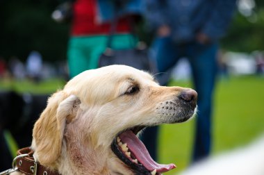 Yeşil çimenlerin üzerinde mutlu köpek