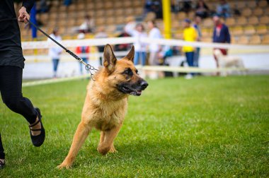 Yeşil çimenlerin üzerinde mutlu köpek