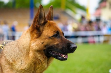Yeşil çimenlerin üzerinde mutlu köpek