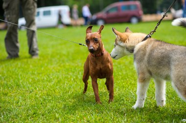 Yeşil çimenlerin üzerinde mutlu köpek