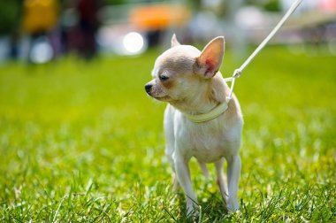 Yeşil çimenlerin üzerinde mutlu köpek