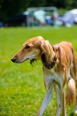 Yeşil çimenlerin üzerinde mutlu köpek