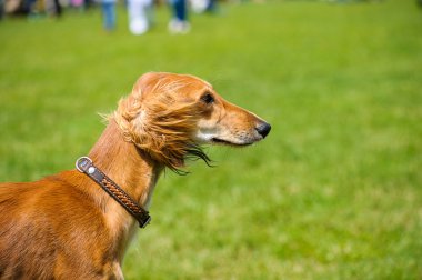 Yeşil çimenlerin üzerinde mutlu köpek