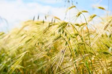 Altın buğday tarlası