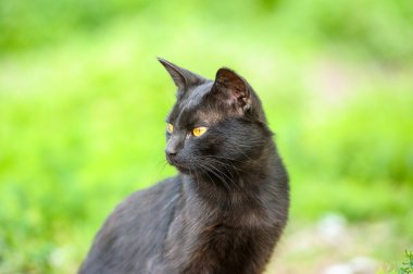 Yeşil çimenlerin üzerinde kara kedi