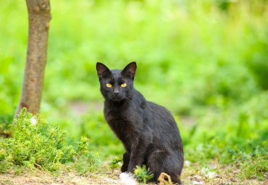 Yeşil çimenlerin üzerinde kara kedi