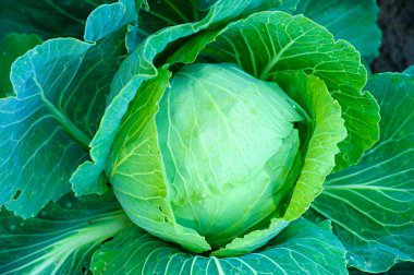 taze lahana bahçesinde