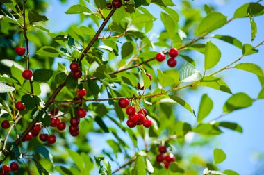 Bir dalda kiraz meyvesi