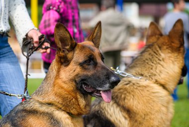 Alman çoban köpekleri
