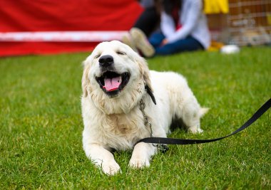 Çayır üzerinde komik köpek