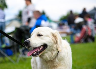 Çayır üzerinde komik köpek