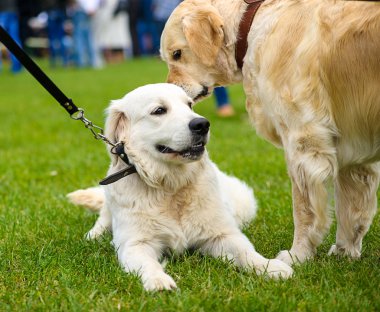 Komik köpekler çayır üzerinde