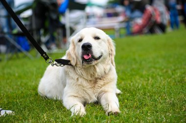 Çayır üzerinde komik köpek