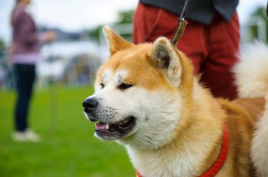 Akita Inu köpek