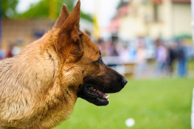 Alman çoban köpeği.