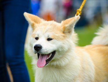 Akita Inu köpek