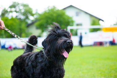 Çayır üzerinde komik köpek