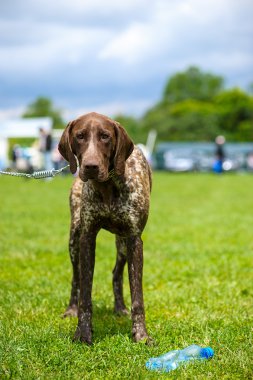 Çayır üzerinde komik köpek