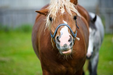 Güzel at çiftliğinde.