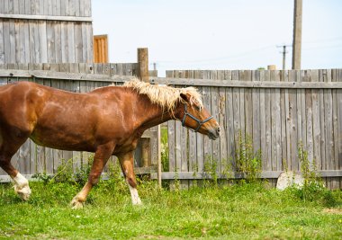 Güzel at çiftliğinde