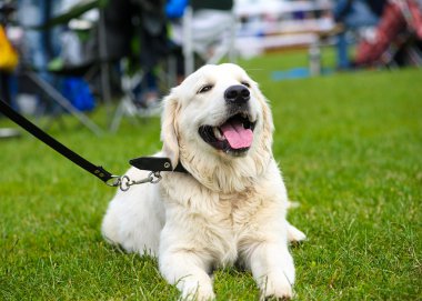 Çayır üzerinde komik köpek