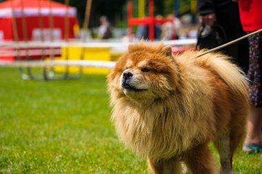 Çayır üzerinde komik köpek