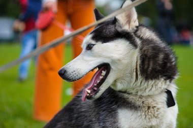 Sibirya Husky köpeği