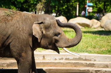 Toz ile sıçramasına fil