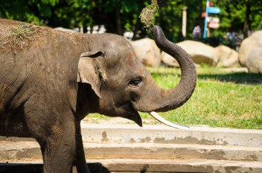 Toz ile sıçramasına fil