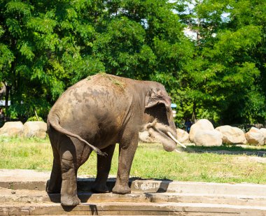 Toz ile sıçramasına fil